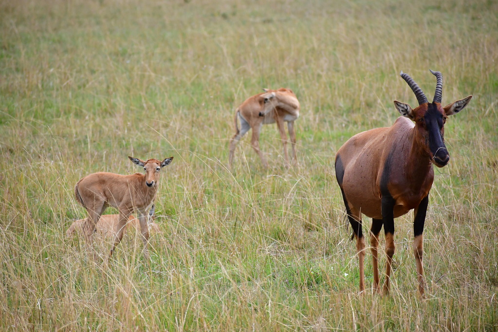 Masai Mara Nat. Reserve